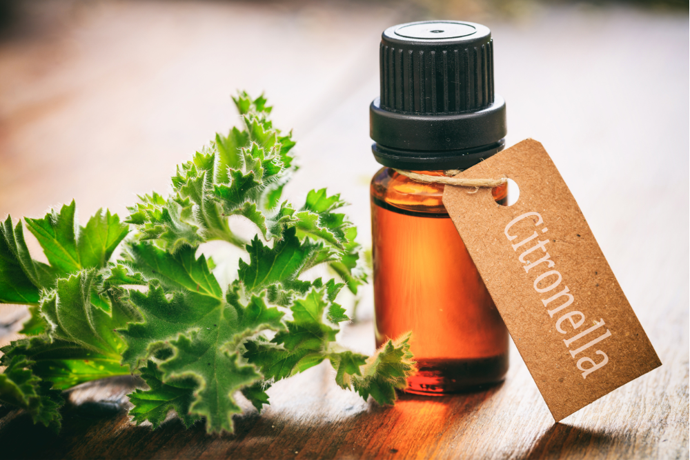 Ätherisches Öl aus Citronella – natürliche Komponente mit Citronellol-Gehalt, verwendet in der Aromatherapie und häuslichen Pflege.