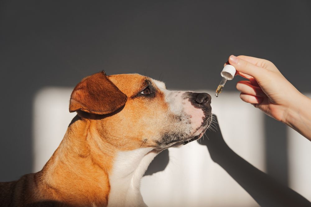 Hund schnuppert an einem Fläschchen mit ätherischem Öl – Illustrationsfoto zur sicheren Verwendung von Ölen bei Haustieren.