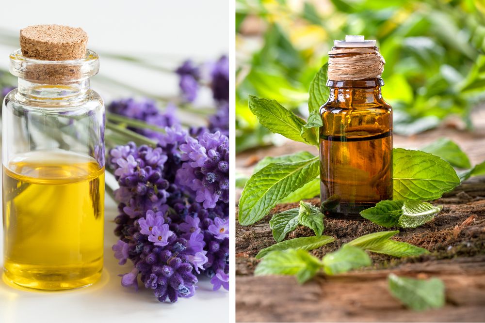 Aroma-Diffusor mit Dampf zwischen getrockneten Kräutern und ätherischen Ölen