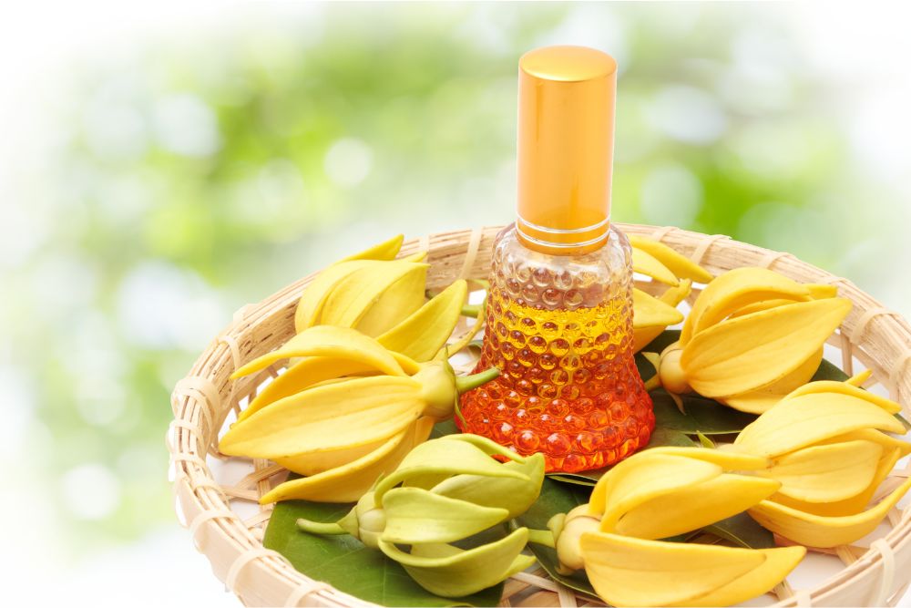 Gelbe Ylang-Ylang Blüten mit ätherischem Öl für Entspannung