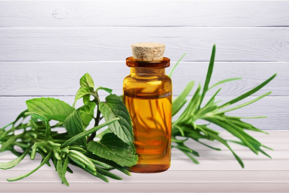 Fläschchen mit Tea Tree ätherischem Öl – Naturprodukt aus den Blättern des australischen Teebaums.