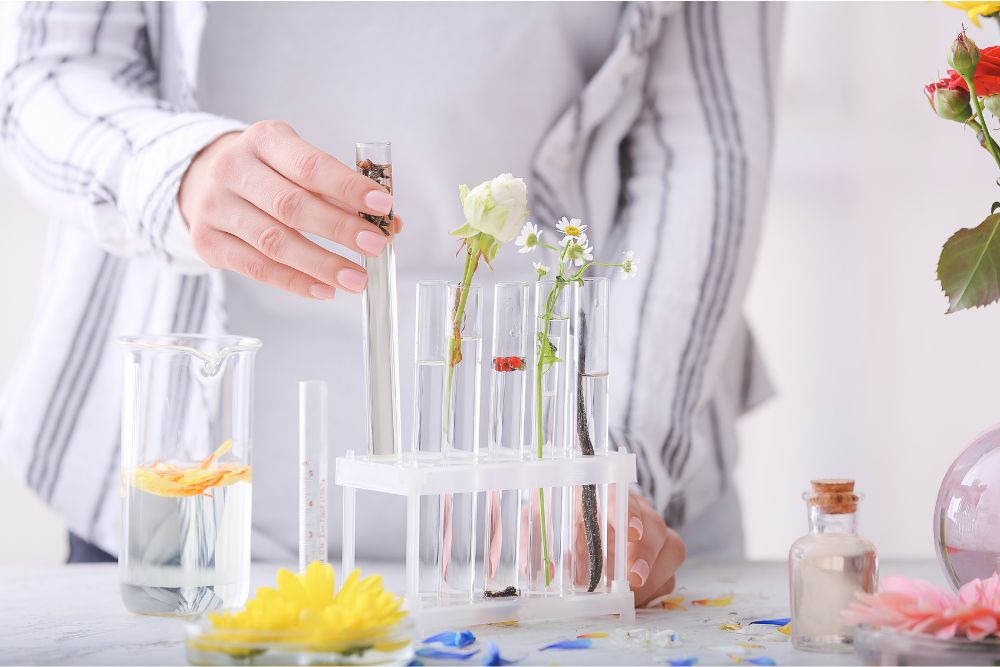 Destillationsprozess ätherischer Öle - traditionelle Destillationsapparatur mit Wasserdampf